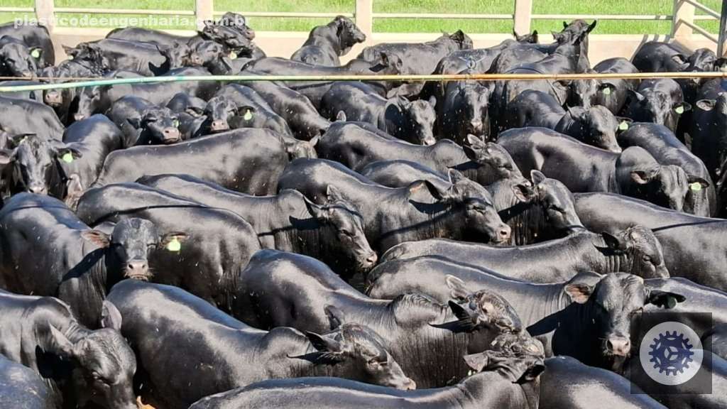 Angus de 16 meses com quase 20@: conheça a fazenda na Bahia que combina excelência e natureza exuberante 2 O abate foi de um lote com 86 bois confinados F1 Angus, resultado de cruzamento industrial. Foto: Divulgação