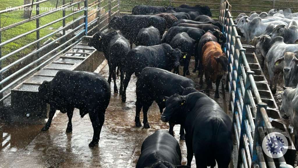Descubra como a Boiada no Cocho se Torna um Poderoso Aliado na Produção Pecuária Eficiente 2 Giro Ituiutaba MG 25.04.2025 1