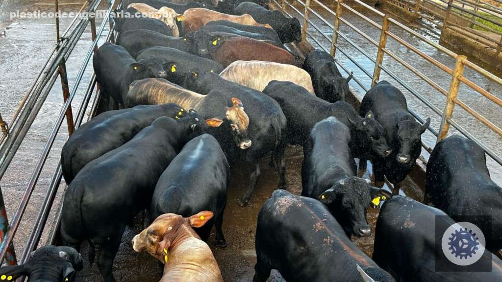 Descubra como a Boiada no Cocho se Torna um Poderoso Aliado na Produção Pecuária Eficiente 3 Giro Ituiutaba MG 25.04.2025 2