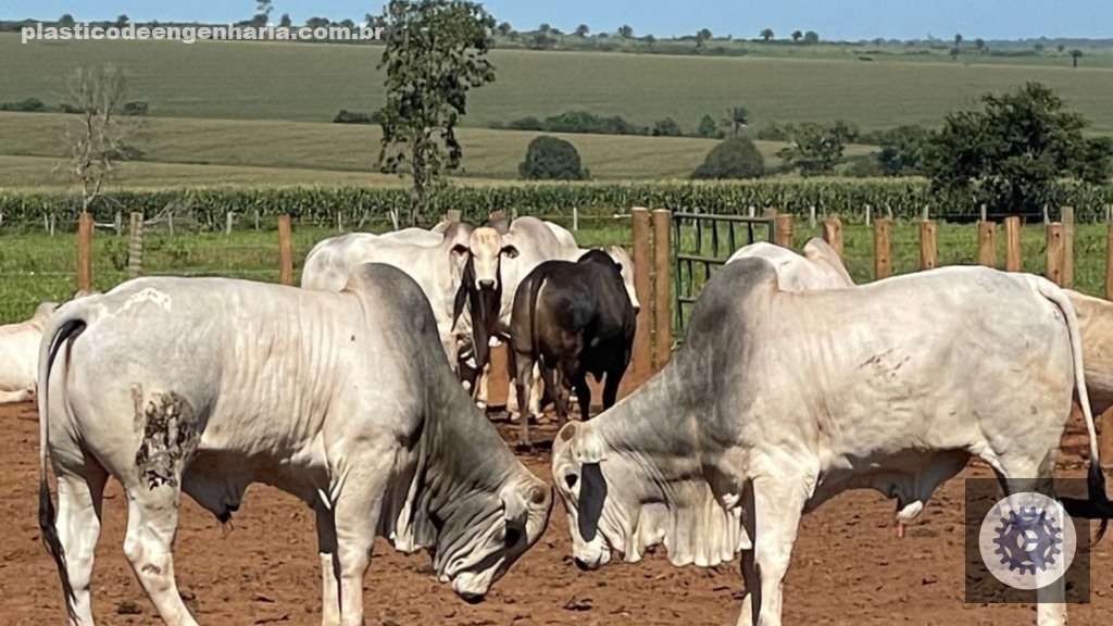 Novilhada pesada com gordura excepcional em MT garante qualidade superior e sabor inigualável na sua mesa 2 Giro Juara MT machos confinamento 28.04.2025