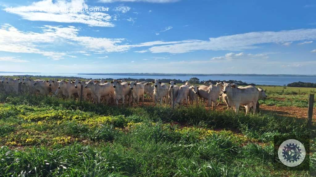 Grupo JB alcança excelentes resultados com bezerros desmamados acima de 300 kg, elevando a rentabilidade do seu rebanho 3 Giro Lins JB Fazenda Santa Laura 02.05.2025 1