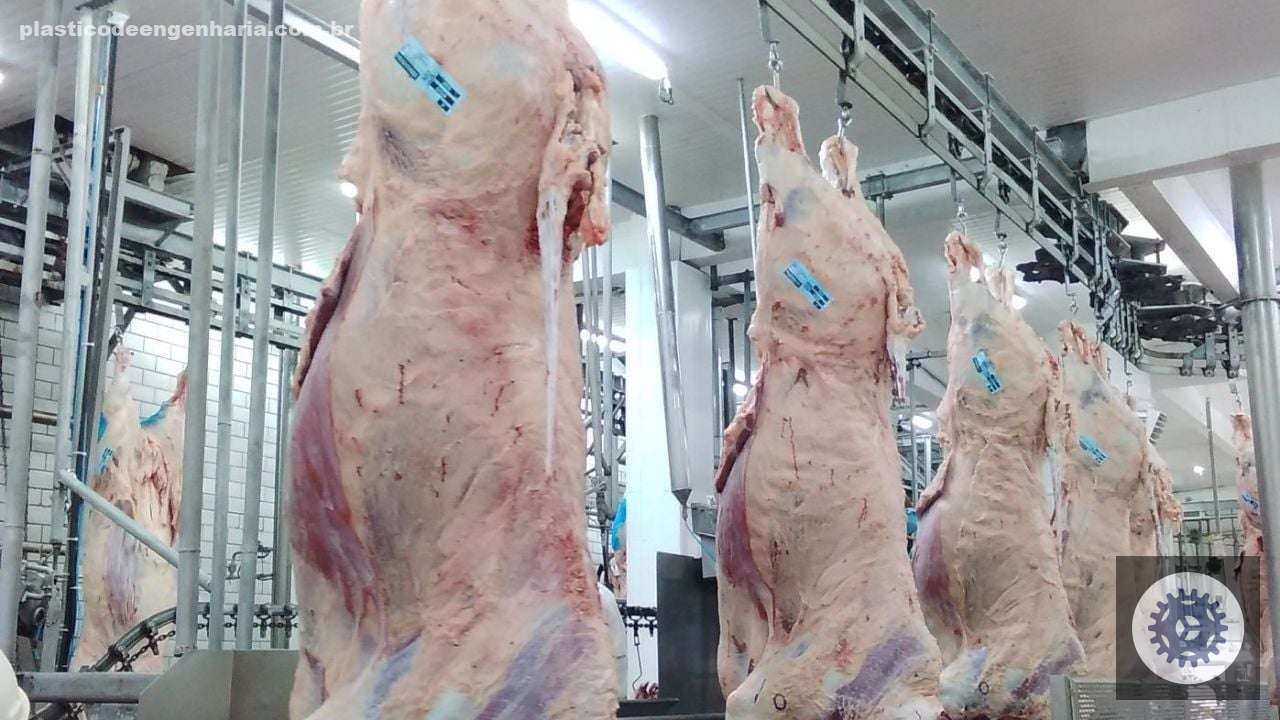 Detalhe da carcaça das novilhas no frigorífico
