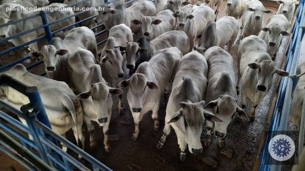 Imagem de garrotada Nelore