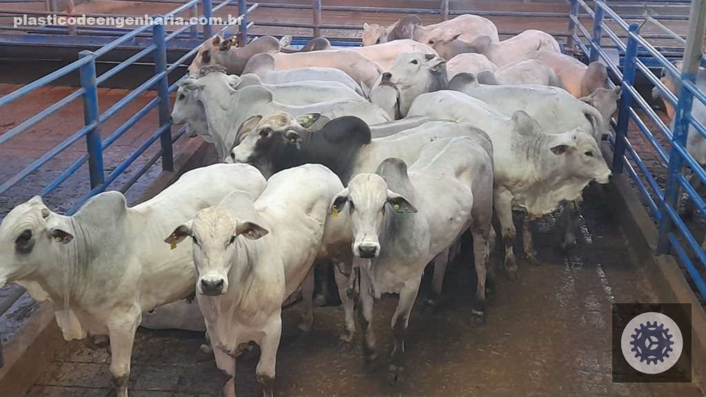 Terminação de Gado Jovem em Boitel: A Chave para Carne de Qualidade e Aumento de Lucros no Padrão Exportação 2 Giro Lins SP Nelore bovinos 09.04.2025 1