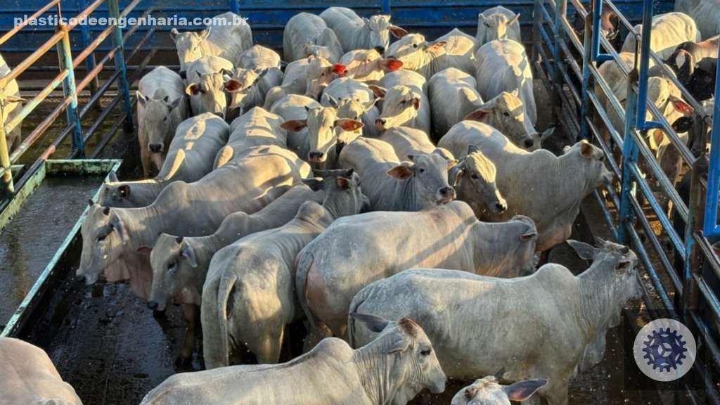 Novilhada Nelore em Goiás destaca fêmeas de alto acabamento para o aumento da produtividade e qualidade na pecuária. 2 Giro Mozarlandia GO 08.05.2025 1