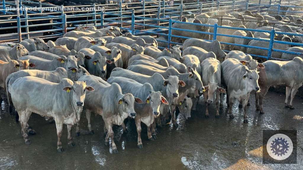 Novilhas e Garrotes Nelore: precocidade e acabamento que elevam sua produção em MS 2 Lote novilhas Nelore. Foto: Divulgação