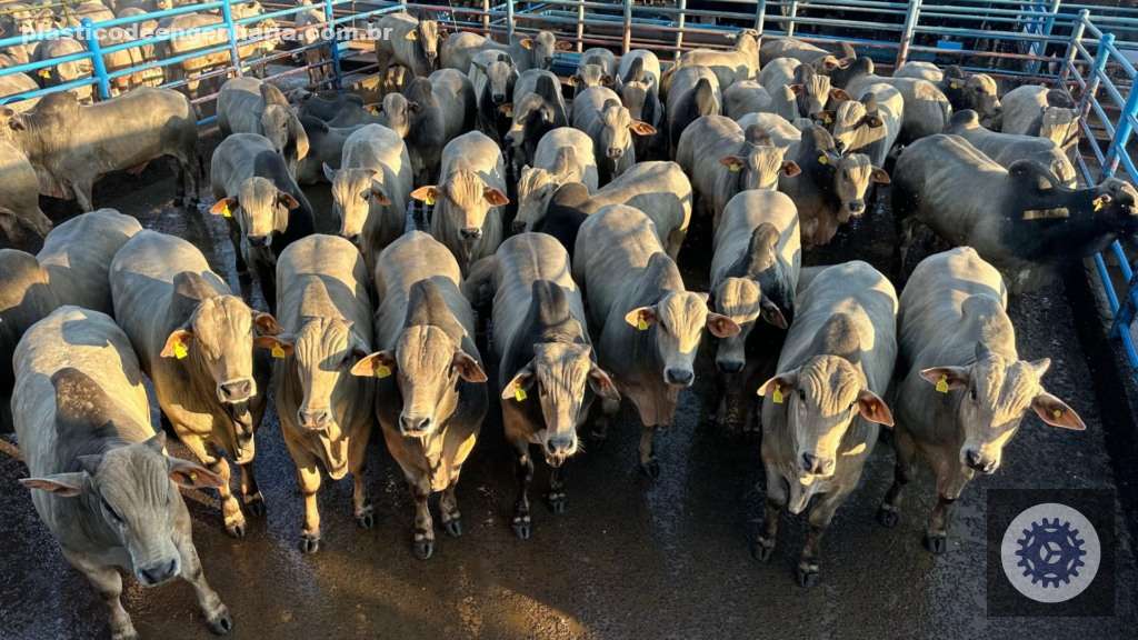 Novilhas e Garrotes Nelore: precocidade e acabamento que elevam sua produção em MS 3 Lote bovinos machos Nelore. Foto: Divulgação