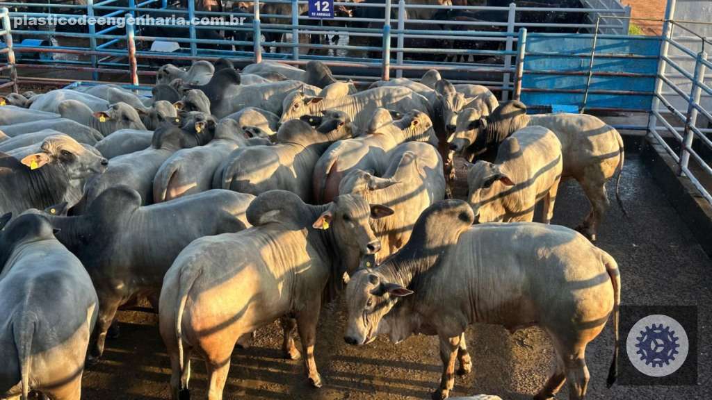 Novilhas e garrotes Nelore dão show de precocidade e acabamento em MS