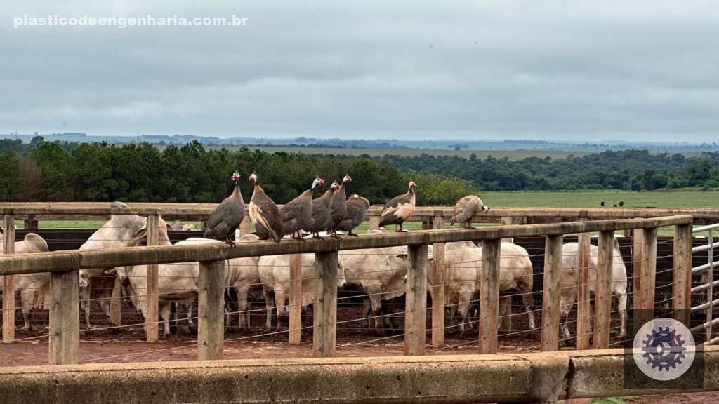 Fazenda Campanário apresenta garrotada Nelore de 22 arrobas com padrão de qualidade e rentabilidade garantida 3 Garrotada jovem
