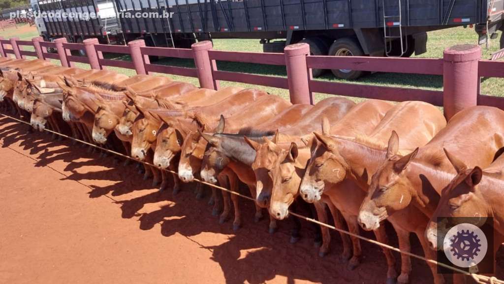 Fazenda Campanário apresenta garrotada Nelore de 22 arrobas com padrão de qualidade e rentabilidade garantida 2 Controle na Fazenda Campanário