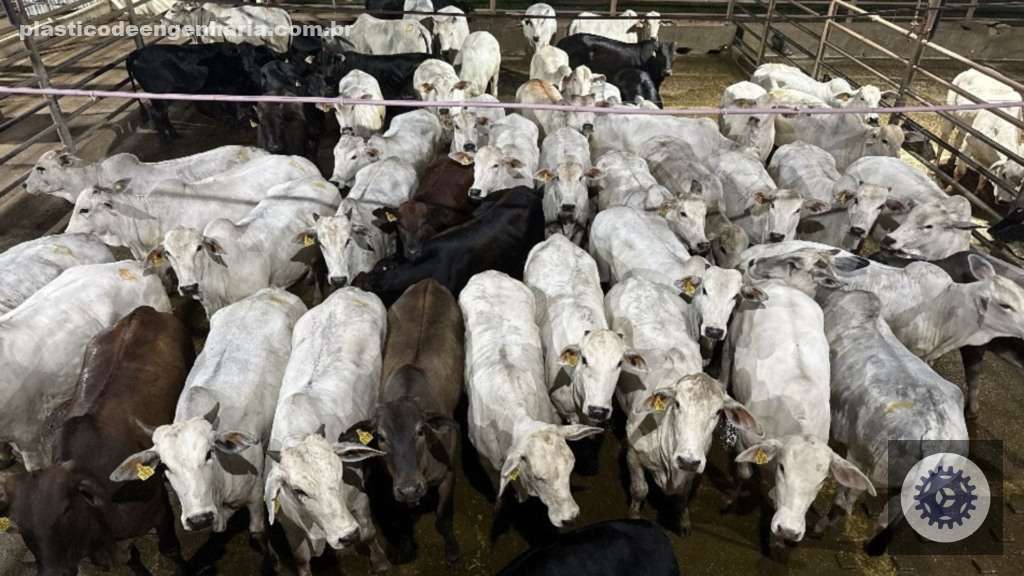 Espetáculo de acabamento, novilhada garante bônus de mais de R$ 7,3 mil