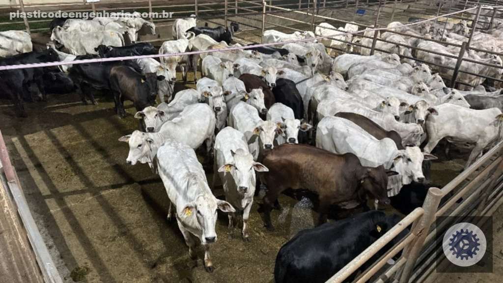Novilhada de acabamento proporciona lucro atrativo e impulsiona seu sucesso no mercado agropecuário 2 Giro Nova Andradina MS 01.05.2025