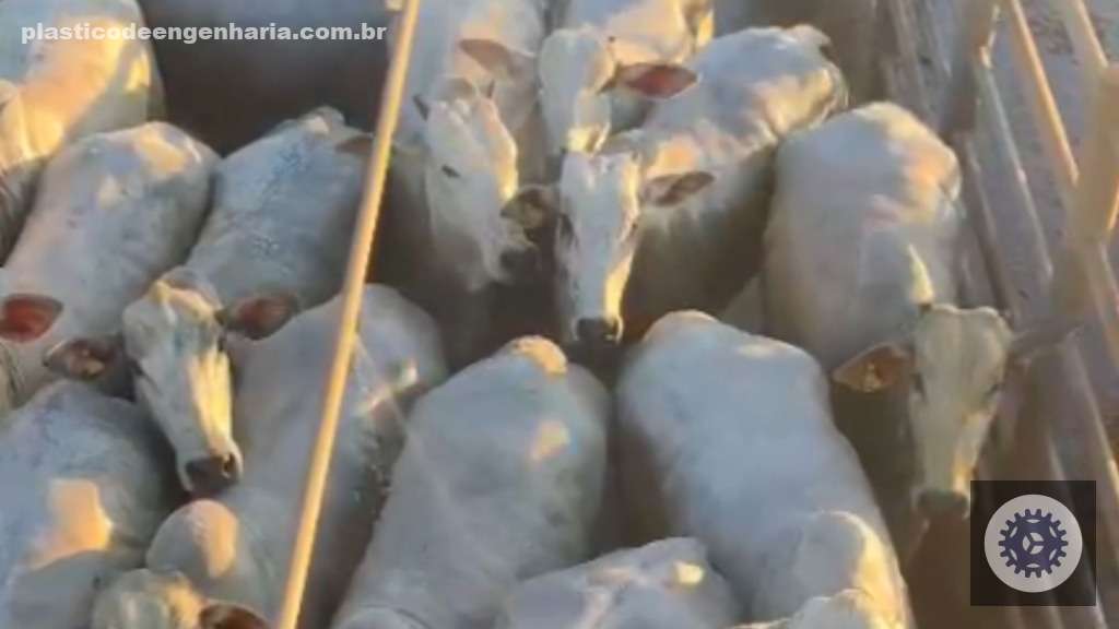 Superacabamento na TIP melhora resultados da novilhada na cabeceira de MT com técnicas avançadas e qualidade superior 2 Giro Novilhas Alta Floresta MT 05.05.2025