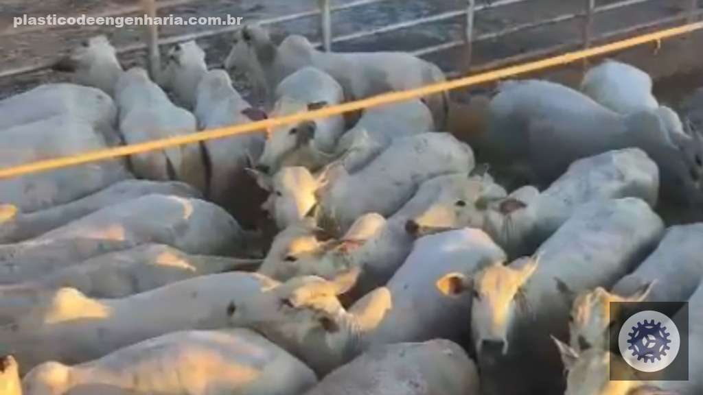 Superacabamento na TIP melhora resultados da novilhada na cabeceira de MT com técnicas avançadas e qualidade superior 3 Giro Novilhas Alta Floresta MT 05.05.2025 2
