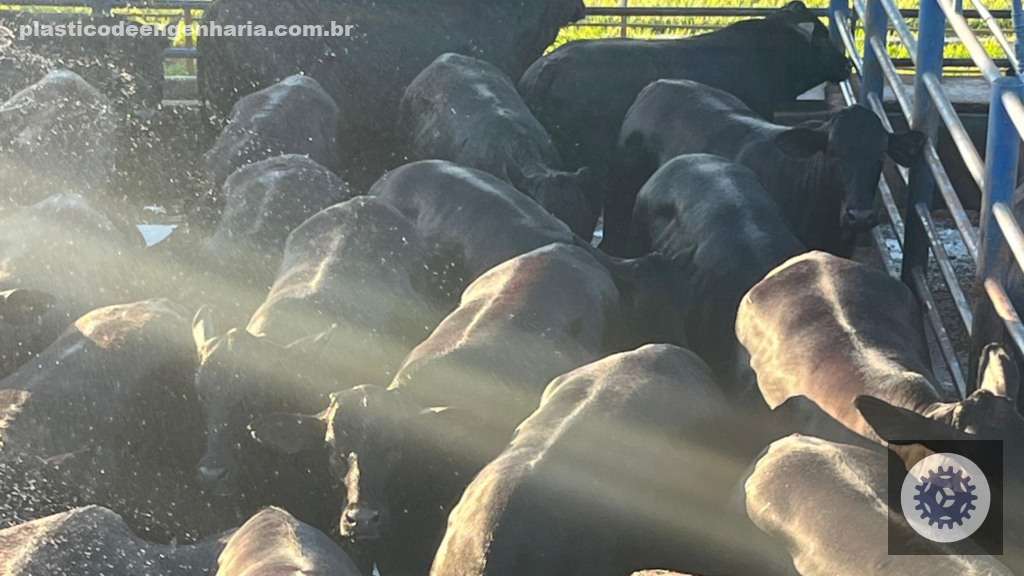Pérolas negras de 17@ e 15 meses: a excelência da pecuária mato-grossense em destaque 2 Giro Pedra Preta MT Novilhas Angus 12.05.2025 2