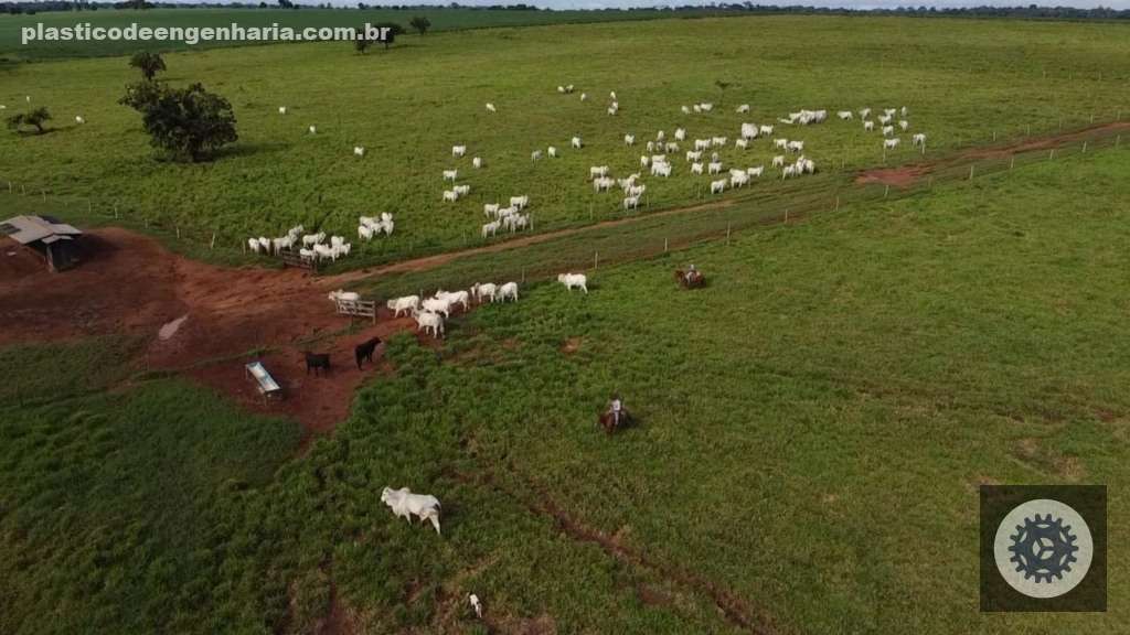 Fazendeira de Rondônia conquista Circuito Nelore com gado de elite, elevando a pecuária nacional a novos patamares 2 Giro Rolim de Moura RO 22.04.2025
