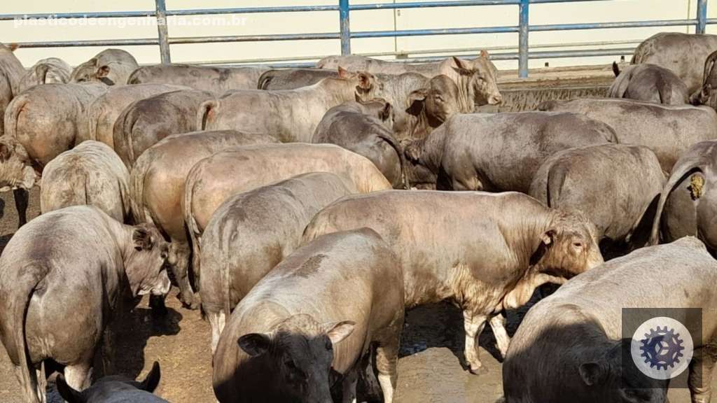 Descubra o Segredo do Pecuarista para Criar Bois Superprecoces de 20@ em Apenas 1 Ano! 9 Detalhe do lote de bovinos tricross Charolês, Angus e Nelore. Foto: Divulgação