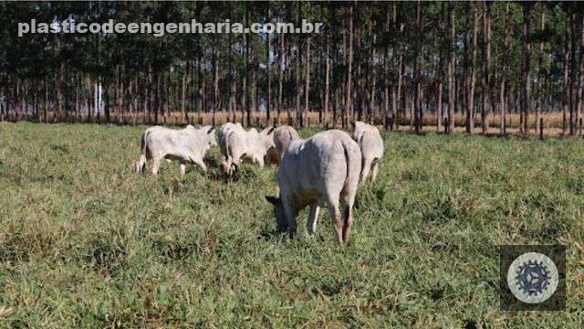 Lote de novilhas avaliadas no estudo da Embrapa sobre sombreamento de árvores. Foto: Divulgação/Embrapa
