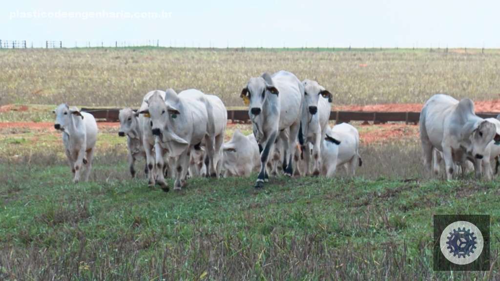 Bovinos do projeto de genética da JB Agropecuária. Foto: Reprodução