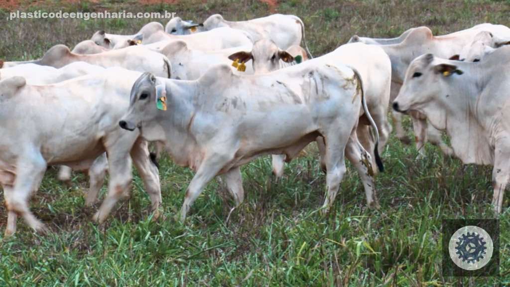 Conheça o detalhe da dieta para produzir “gado magro” de 17 meses e 500 kg