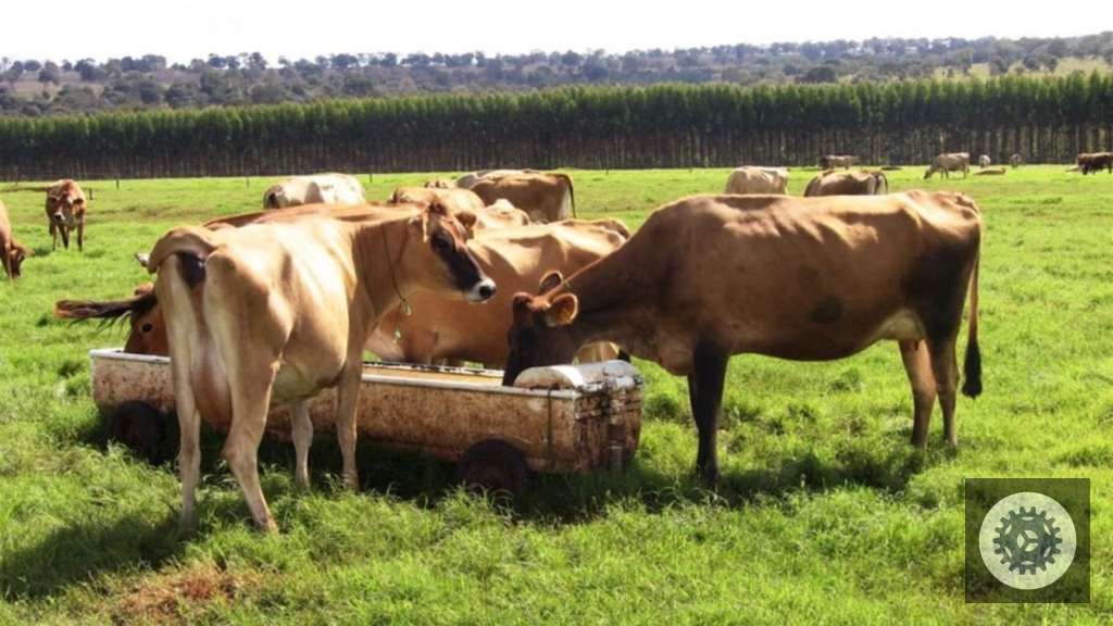 Jersey em Alagoas é a escolha ideal para elevar a qualidade e a produtividade da sua produção leiteira. 2 Vacas Jersey em área de pasto. Foto: Divulgação