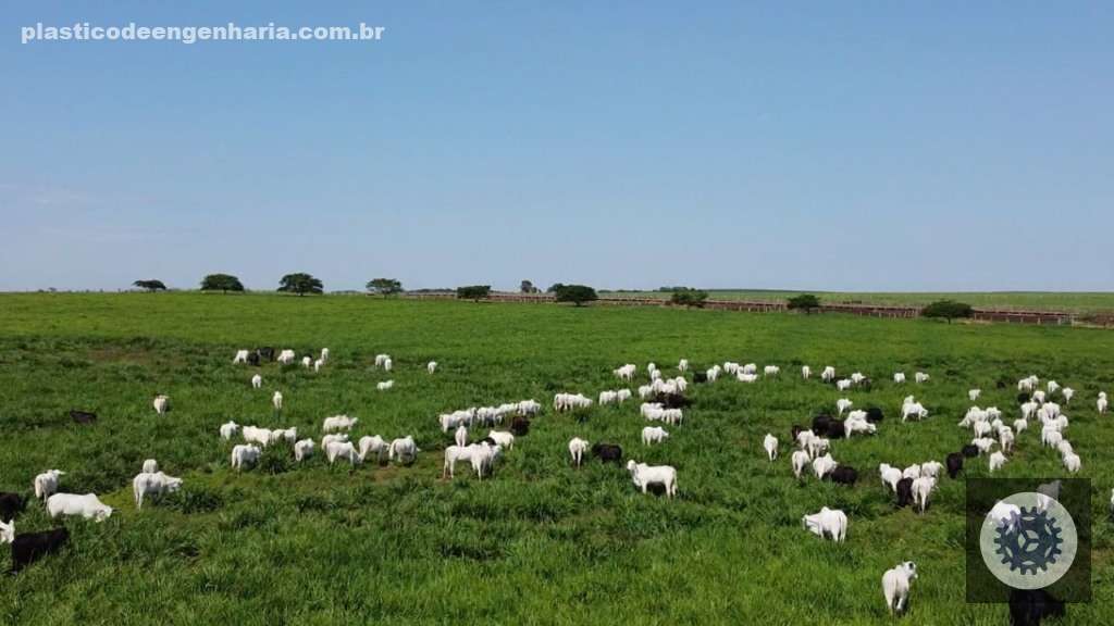 Descubra o Segredo do Pecuarista para Criar Bois Superprecoces de 20@ em Apenas 1 Ano! 2 Lageado 09.02.2024