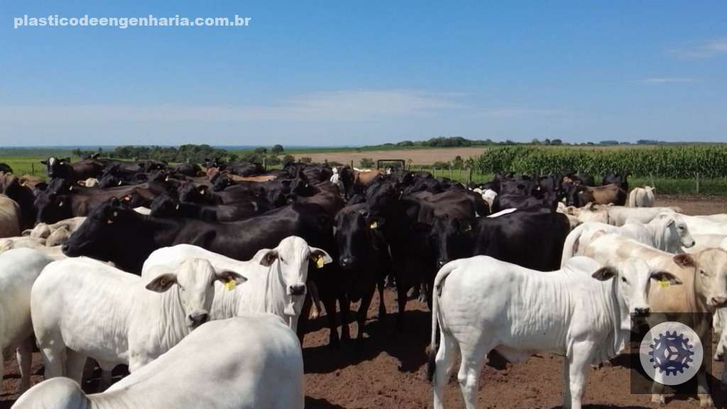 Descubra o Segredo do Pecuarista para Criar Bois Superprecoces de 20@ em Apenas 1 Ano! 5 Lageado 09.02.2024 15