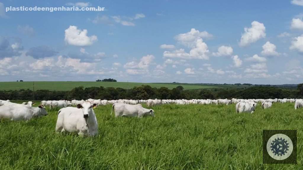 Descubra o Segredo do Pecuarista para Criar Bois Superprecoces de 20@ em Apenas 1 Ano! 3 Lageado 09.02.2024 6