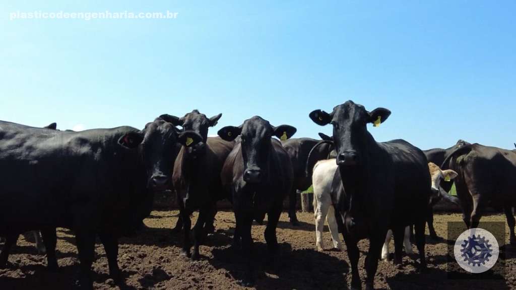 Descubra o Segredo do Pecuarista para Criar Bois Superprecoces de 20@ em Apenas 1 Ano! 7 Lageado 09.02.2024 8