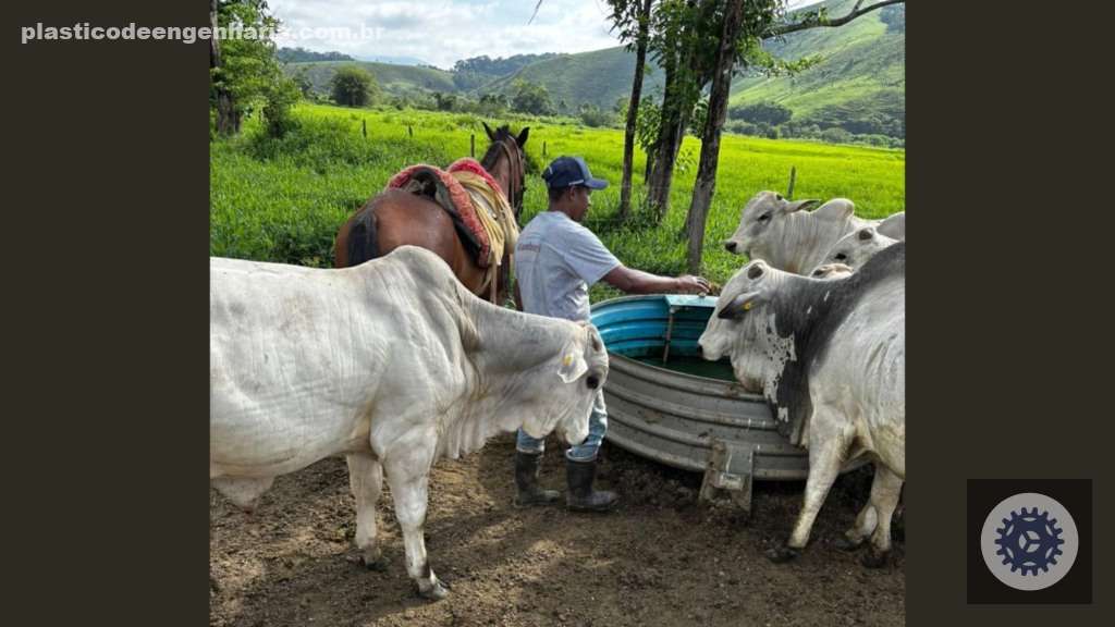 Fazendas leiteiras adotam corte e recria a pasto para aumentar lucros e sustentabilidade na produção de leite 2 Luis Kodel Recria novilhas paridas 16.04.2025 2