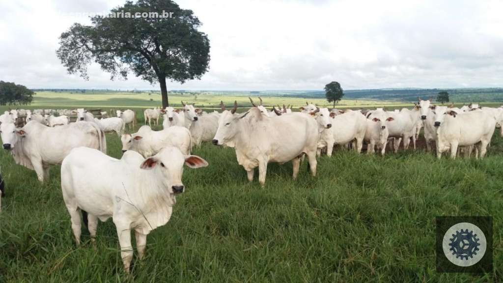 Maragogipe aprimora integração com ILP e transforma desafios em oportunidades de desenvolvimento local 5 Maragogipe gado Nelore pastagem pasto 25.04.2025 1
