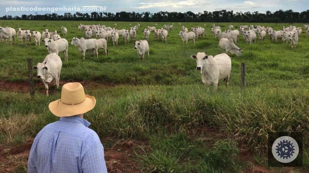 Maragogipe aprimora integração com ILP e transforma desafios em oportunidades de desenvolvimento local 3 Maragogipe gado Nelore pastagem pasto 25.04.2025