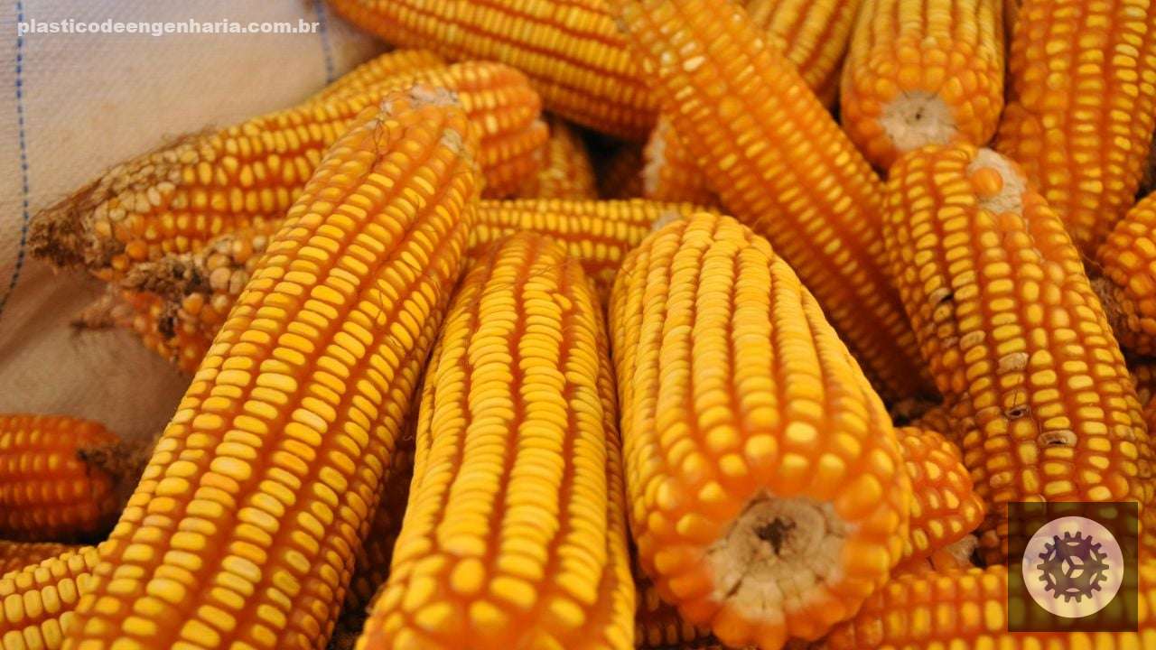 Açúcar na Ração Aumenta a Aceitação e o Desempenho do Gado com Sabor e Nutrição Eficientes 2 Milho espigas Embrapa 08.08.2023