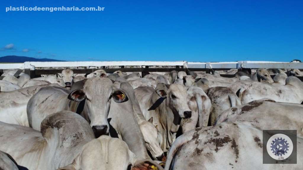 Nelore Angus bovinos Uboi Giro Pontes e Lacerda MT 08.05.2025 4