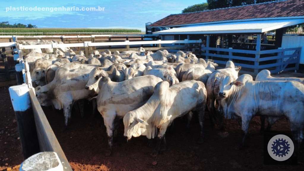 Boiada Angus e Nelore inspira confiança com desempenho de 22@ no interior de MT para pecuários de sucesso 2 Nelore Angus bovinos Uboi Giro Pontes e Lacerda MT 08.05.2025 7