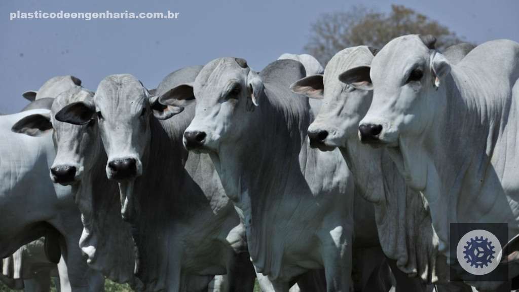 Exemplares de reprodutores Nelore. Foto: Divulgação