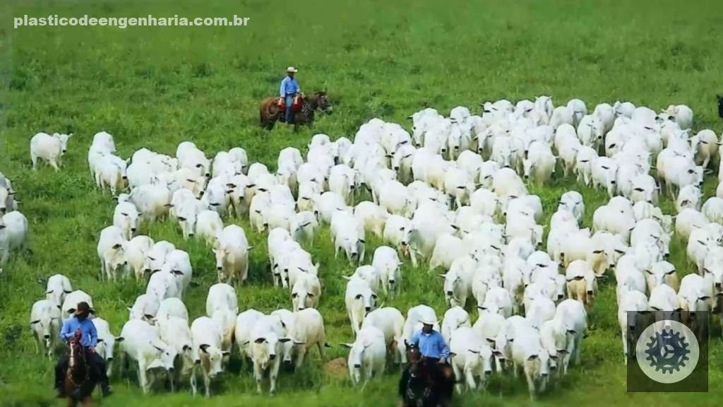 Bovinos da Nelore Vera Cruz, uma das participantes do PMGZ Carne. Foto: Divulgação/Nelore Vera Cruz