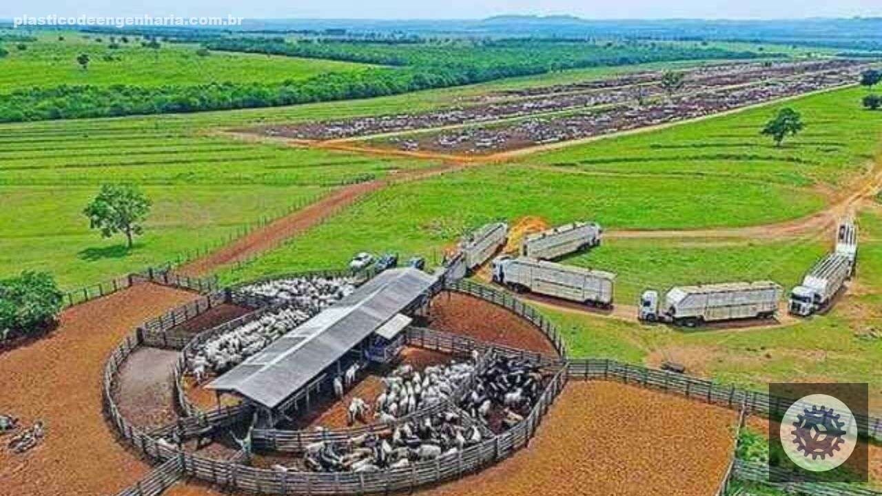Manejo de embarque de bovinos de corte. Foto: Divulgação