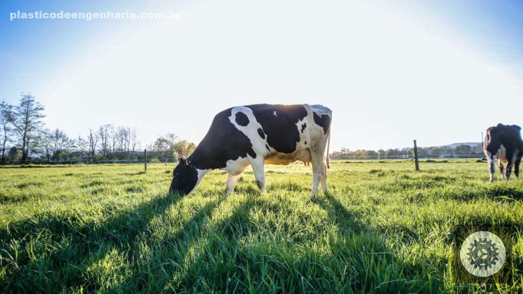 RYCEqrGS Vacas leiteiras 21.06.2024 2
