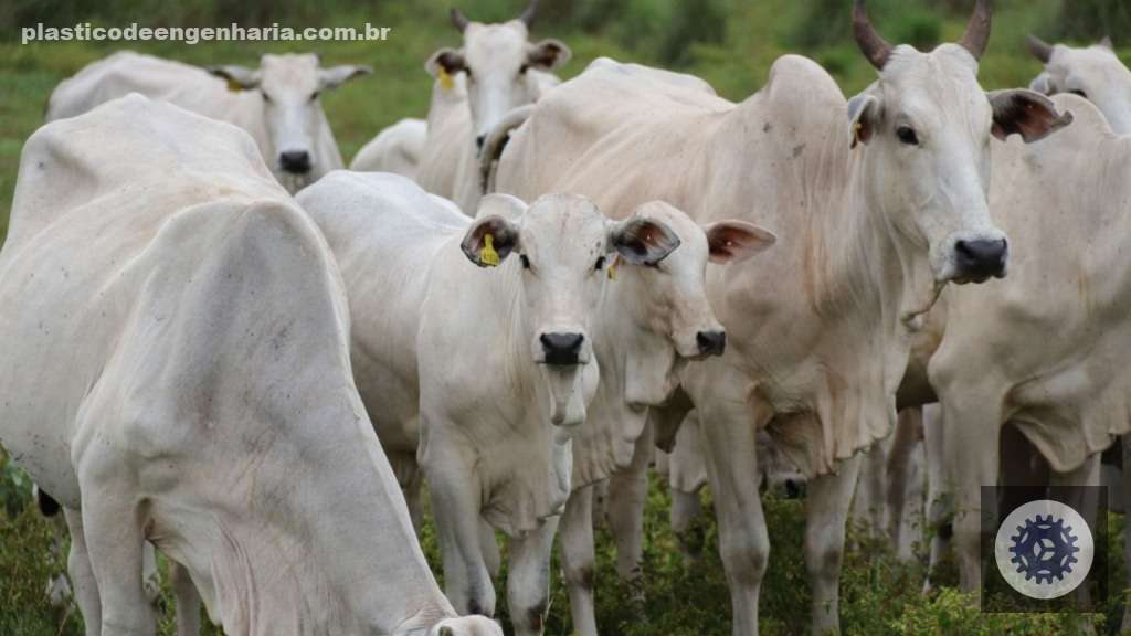 Controle sanitário eficaz na recria aumenta a rentabilidade da fazenda e garante saúde dos rebanhos. 5 T4XkLWNq Precoce MS bovinos pasto fotos Semadesc 07.03.2025 1