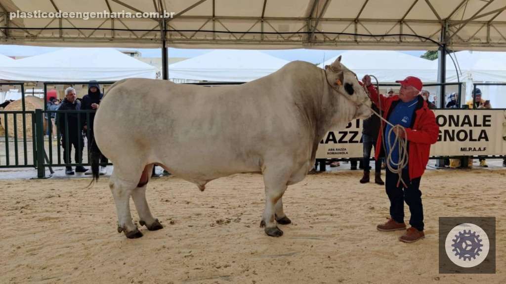 Marchigiana se destaca na bezerrada precoce com matrizes Nelore e Tabapuã, potencializando ganhos e eficiência na pecuária 3 Touro da raça Marchigiana. Foto: Divulgação