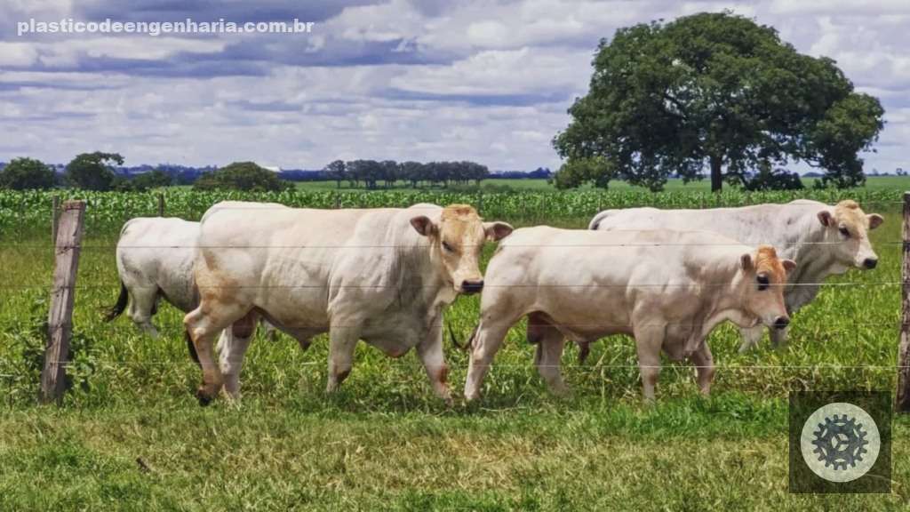 Marchigiana se destaca na bezerrada precoce com matrizes Nelore e Tabapuã, potencializando ganhos e eficiência na pecuária 4 Touro Marchigiana 30.04.2025 3