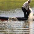 a crise da seca na amazonia em 2024 impactos devastadores