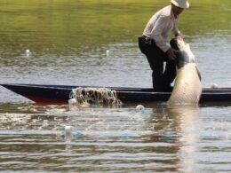 a crise da seca na amazonia em 2024 impactos devastadores