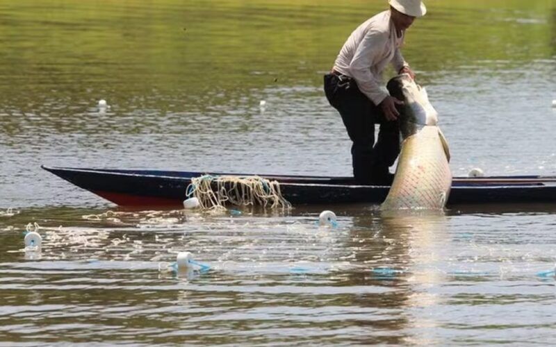 a crise da seca na amazonia em 2024 impactos devastadores