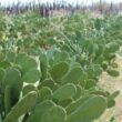 Palma forrageira: planta mexicana está conquistando um lugar de destaque no Nordeste