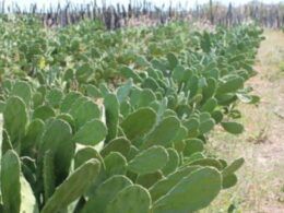 Palma forrageira: planta mexicana está conquistando um lugar de destaque no Nordeste