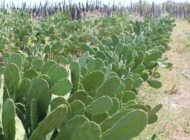 Palma forrageira: planta mexicana está conquistando um lugar de destaque no Nordeste