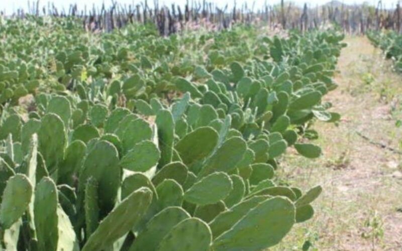 Palma forrageira: planta mexicana está conquistando um lugar de destaque no Nordeste