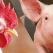 a grande virada carne suina supera de frango mas bovina
